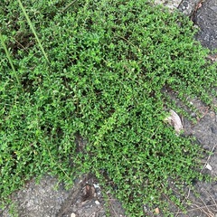 【イブキジャコウソウ】挿し木用ハーブ苗／5本100円🌿料理にも使える万能ハーブの画像