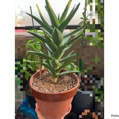大きなアロエ⭐️不夜城⭐️６号駄温鉢植えの画像