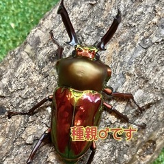 ニジイロクワガタ（ペア・即ブリ）の画像