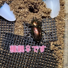 ニジイロクワガタ（ペア・即ブリ）の画像
