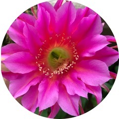 子株⭐️花サボテン⭐️プラスチック容器植え の画像