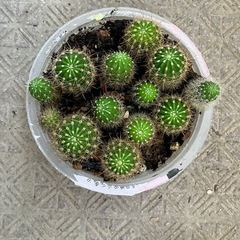 子株⭐️花サボテン⭐️プラスチック容器植え の画像