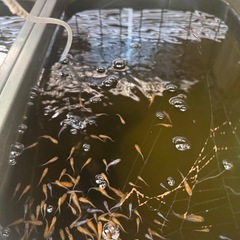 メダカ 水草0円 ご近所さん、以前取引された方限定 の画像