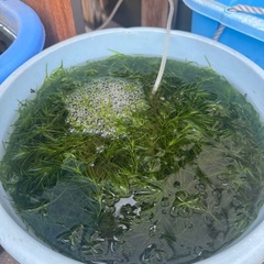 メダカ 水草0円 ご近所さん、以前取引された方限定 の画像