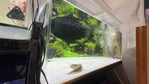 アクリル水槽