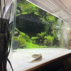 アクリル水槽の画像