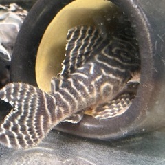 1匹決まりました】 キンペコ　成魚①の画像