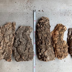 コルク樹皮　ビカクシダ　爬虫類の画像