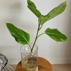 ③ 観葉植物　フィカス アルテシーマ　の画像