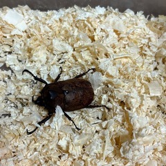 サビイロカブトの画像