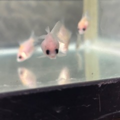金魚ピンポンパール　幼魚3匹500円の画像