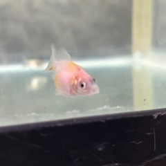 金魚ピンポンパール　幼魚3匹500円の画像