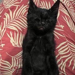 くちびるがチャーミング❤️人懐っこい男の子 - 猫