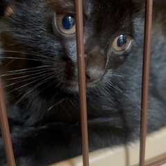くちびるがチャーミング❤️人懐っこい男の子 − 香川県