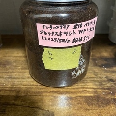 インターメディア幼虫3頭セット。Wild F1の画像