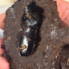 タイワンシカクワガタの画像