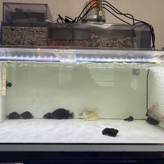 1200アクリル水槽の画像