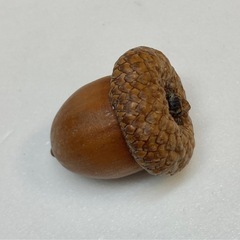 どんぐり（処理済み）の画像