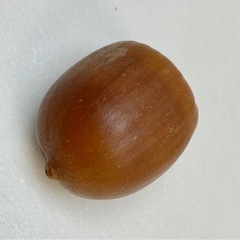どんぐり（処理済み）の画像