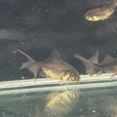 ブラックドラゴン　幼魚　3匹　500円
の画像