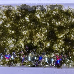 ウォーターフェザー　水草　水槽の画像