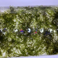 南米ウィーローモス　水草の画像