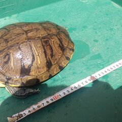 急募！！ミシシッピーアカミミガメあげます。