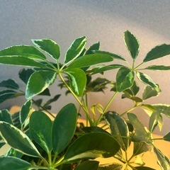 【観葉植物】シェフレラ斑入りの画像