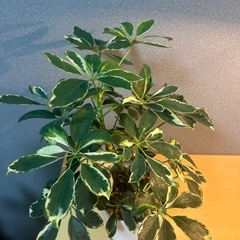 【観葉植物】シェフレラ斑入りの画像