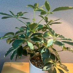 【観葉植物】シェフレラ斑入りの画像