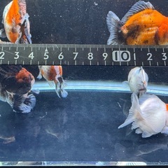金魚　ショートテールオランダ　の画像