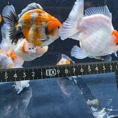 金魚　ショートテールオランダ　の画像