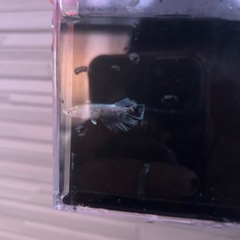 メダカ　エメキンの画像