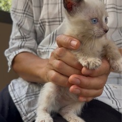 近所で生まれた子猫を保護しています