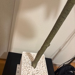 フェイクグリーンの画像
