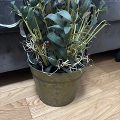 観葉植物オリーブの画像