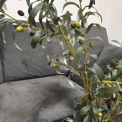 観葉植物オリーブの画像