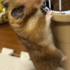 ハムスターの里親様募集します。
