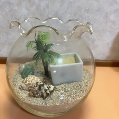 【差し上げます】　ヤドカリ飼育セットの画像