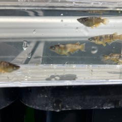 メダカの卵 20個  個体別&交雑種 組み合わせ自由の画像