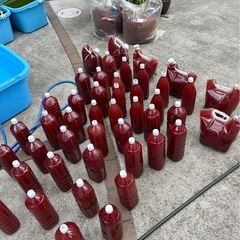 光合成細菌 5000ml 5L 1Lからも購入できますの画像