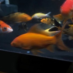 鉄魚2匹セット　10センチは超えてます　赤系の画像