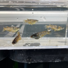 メダカ 生体 5匹 1匹に付き+100円で追加できますの画像