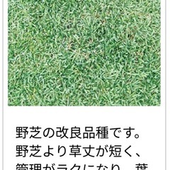 芝生　つくばグリーン　約13㎡分　　　　の画像