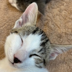 《ちょっとハスキー犬っぽいかわいい子猫2匹（オス＋メス）の里親募...