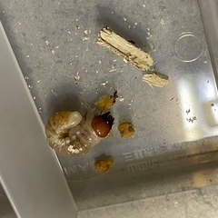オオクワガタ幼虫の画像