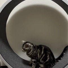 キャットホイール　組み立て式の画像