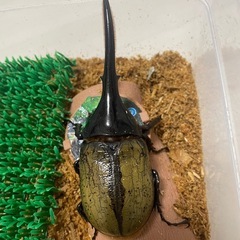 ヘラクレスの画像