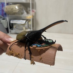 ヘラクレスの画像