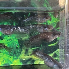 まとめ売り★メダカ★ミッドナイトフリル漆黒の画像